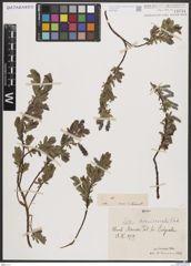 Foto von Salix breviserrata Flod.